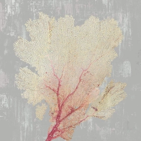 Blush Coral Ii by Aimee Wilson - 12x12 Art Print Poster